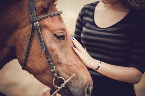 Unlock the Power of Horses to Transform Your Recovery From Addiction
